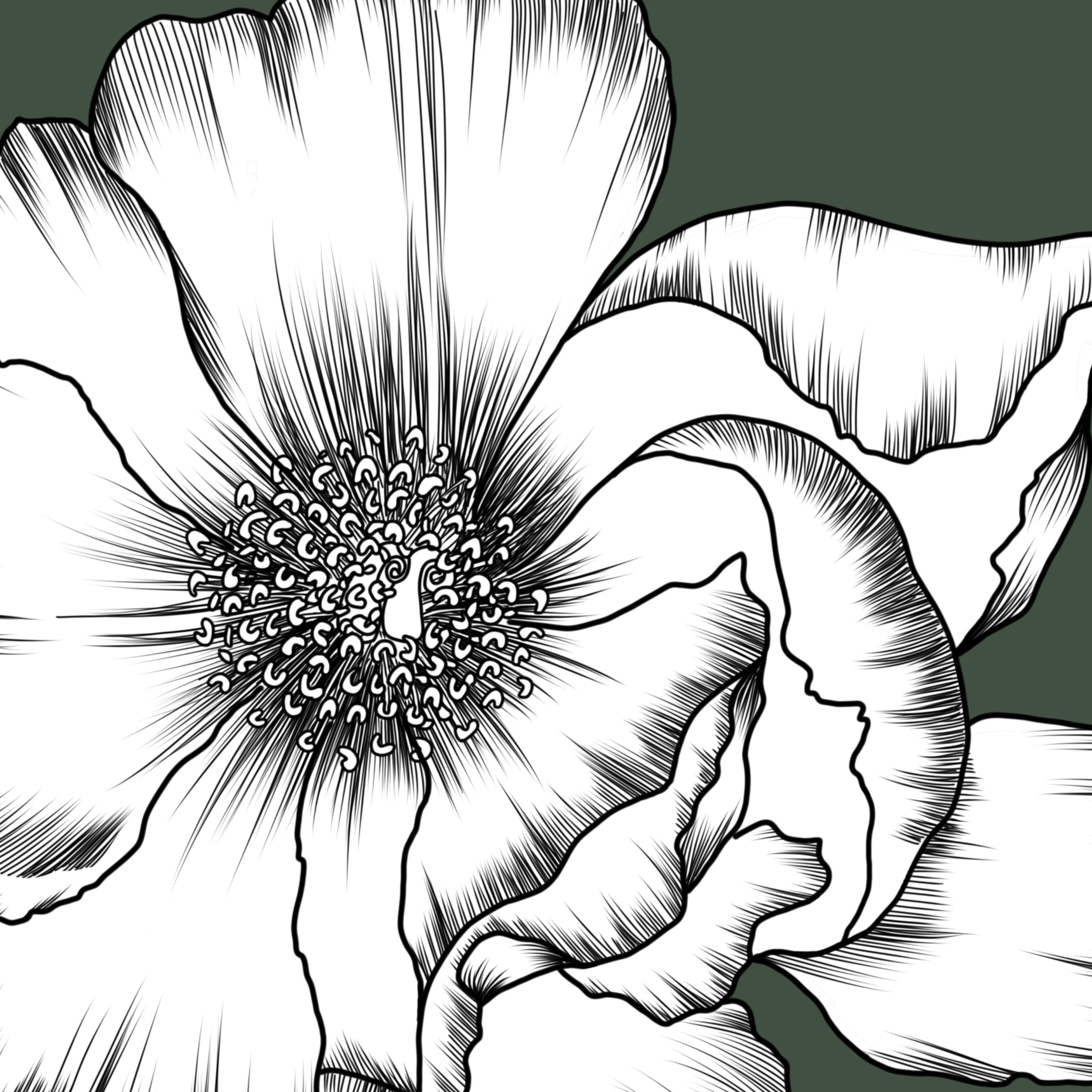 drawing flowers and botanicals how to book tips
